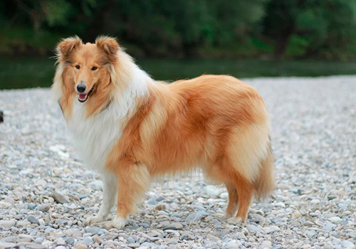 Вероника avluv порно HD